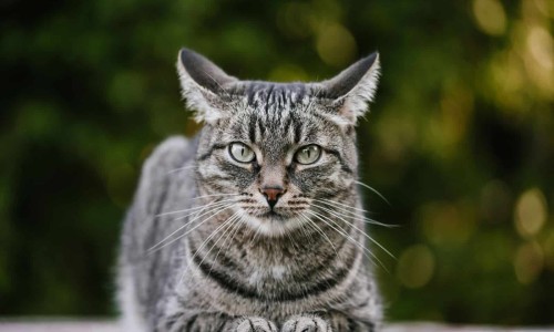 乳房拍片 哺乳期能拍吗-乳房拍片 哺乳期网 - 浦乳期拍胸片可以喂奶吗,乳房拍片 哺乳期可以拍吗